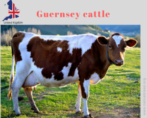 Guernsey cattle