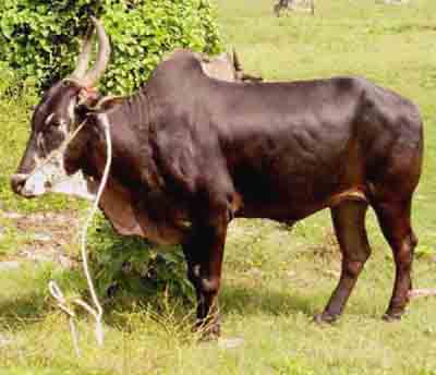 Alambadi – cattle breed (Bull/Cow)