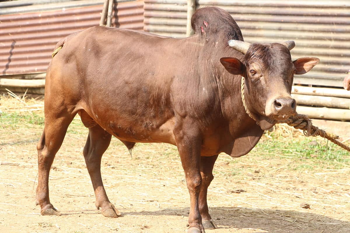 Malnad Gidda Breed Cattle (Bull/Cow)