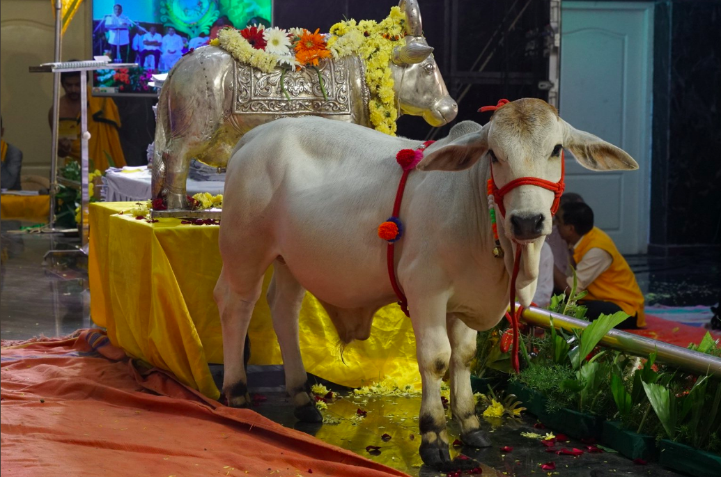 Punganur cattle Breed ( Cow/ Bull)