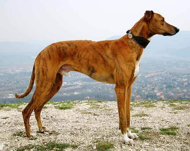 Banjara Hound