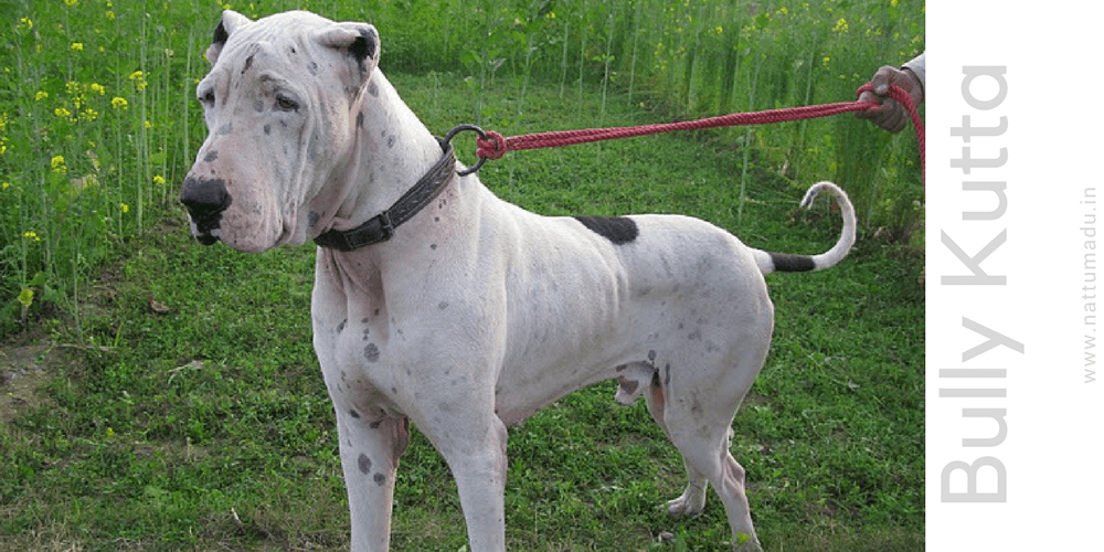 Indian Bully Kutta Dog Breed | Pakistani Mastiff