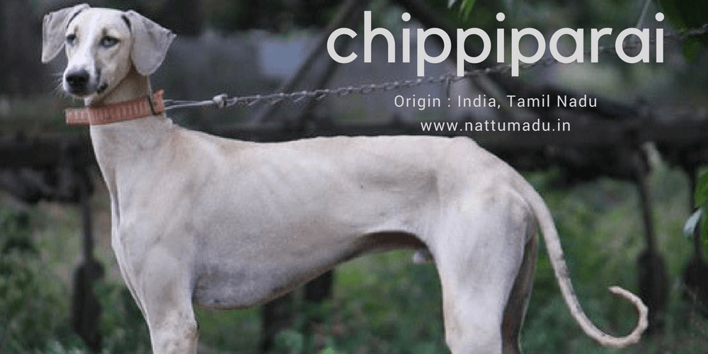 Chippiparai Hound Dog