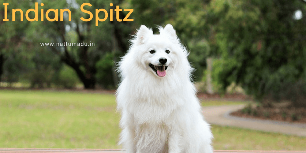 Indian Spitz