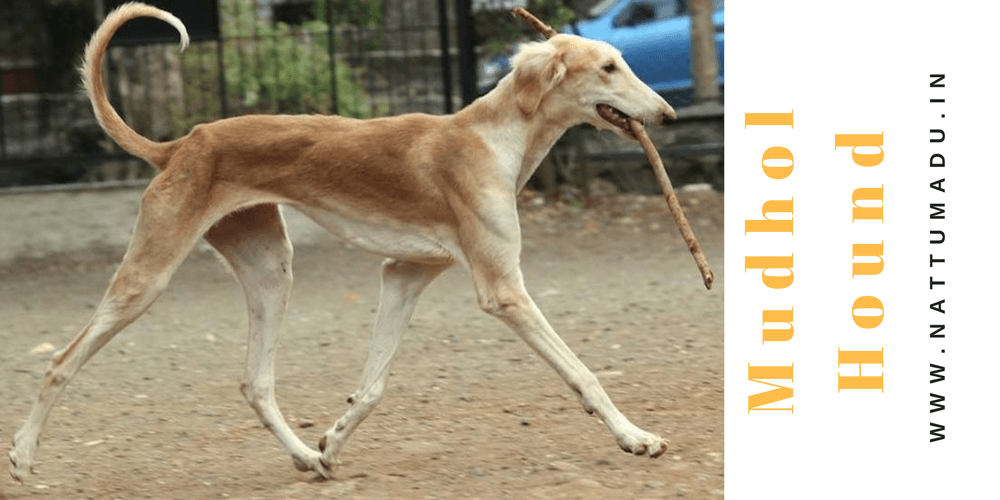 Mudhol Hound