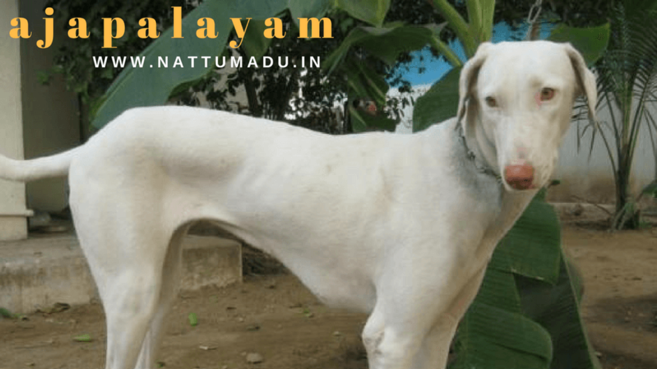 rajapalayam dog in usa