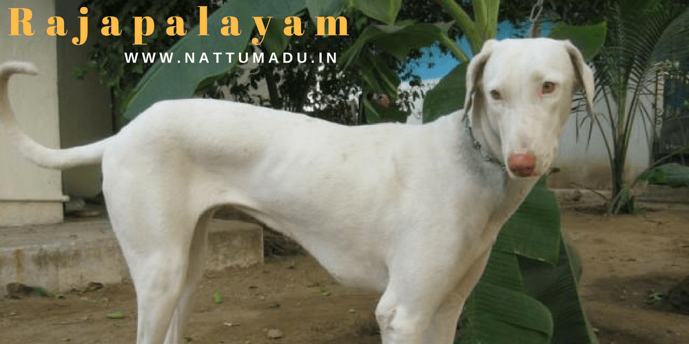 Rajapalayam Hound