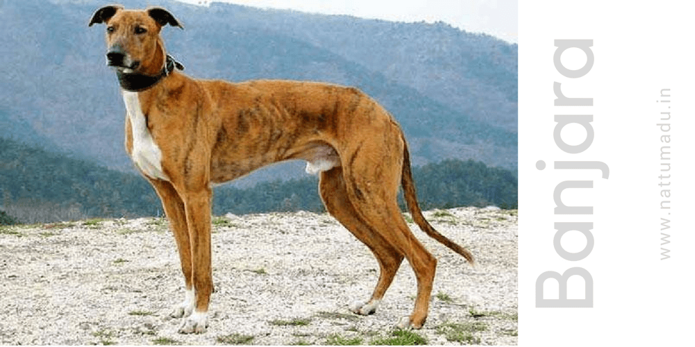 Banjara Hound Dog Breed