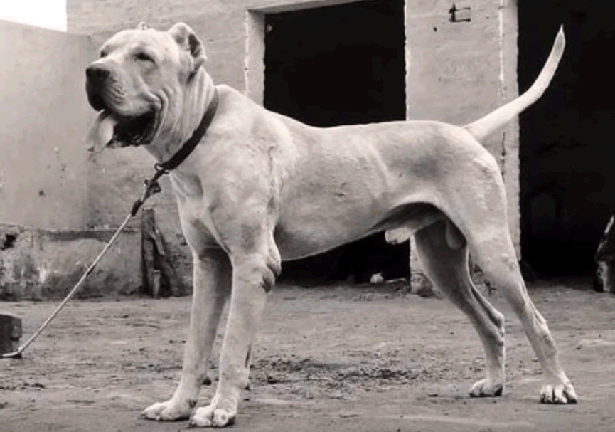 bully kutta dog fight video