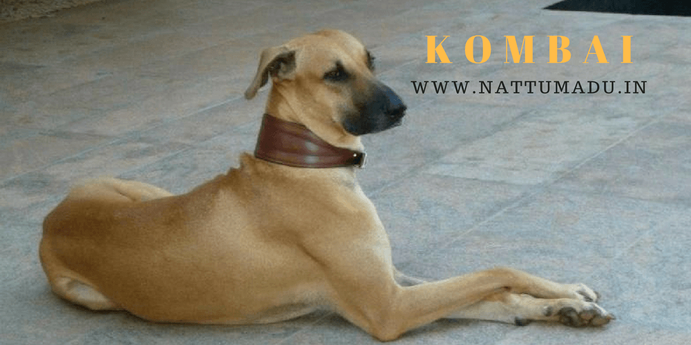 Kombai Combai Hound Dog Breed.