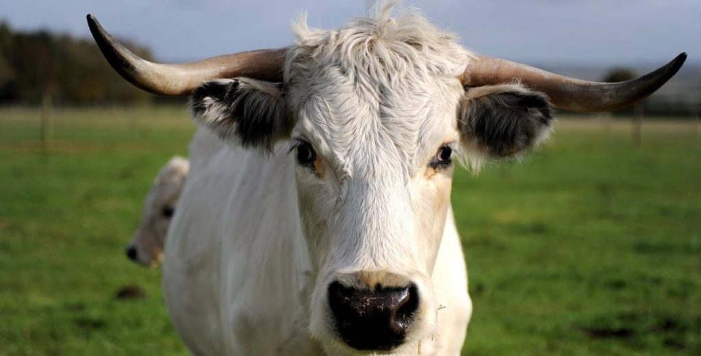 How to Recognise Native British Cattle Breeds | Native Breed.org