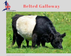 Belted Galloway