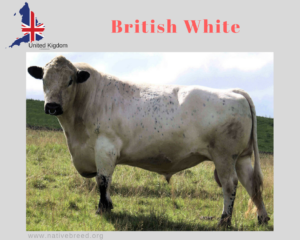 British White
