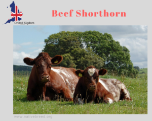 Beef Shorthorn