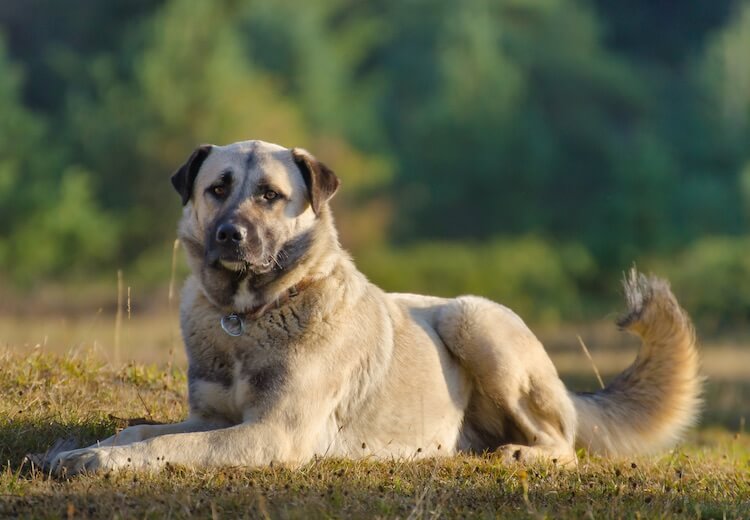 Turkey: Turkish Native Dog Breeds - Native Breed.org