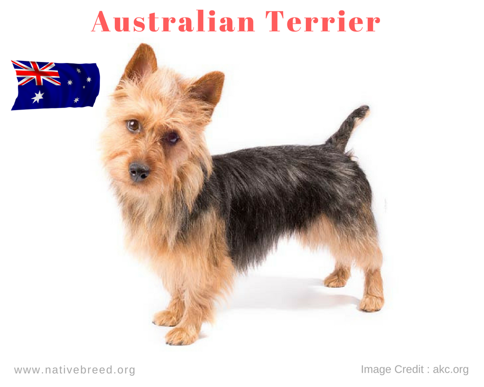 The Australian Terrier