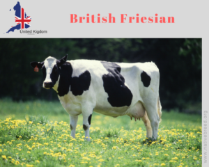 British Friesian