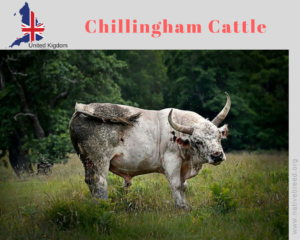 chillingham cattle