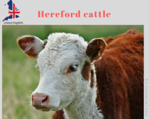 Hereford