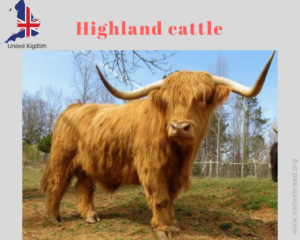 Highland
