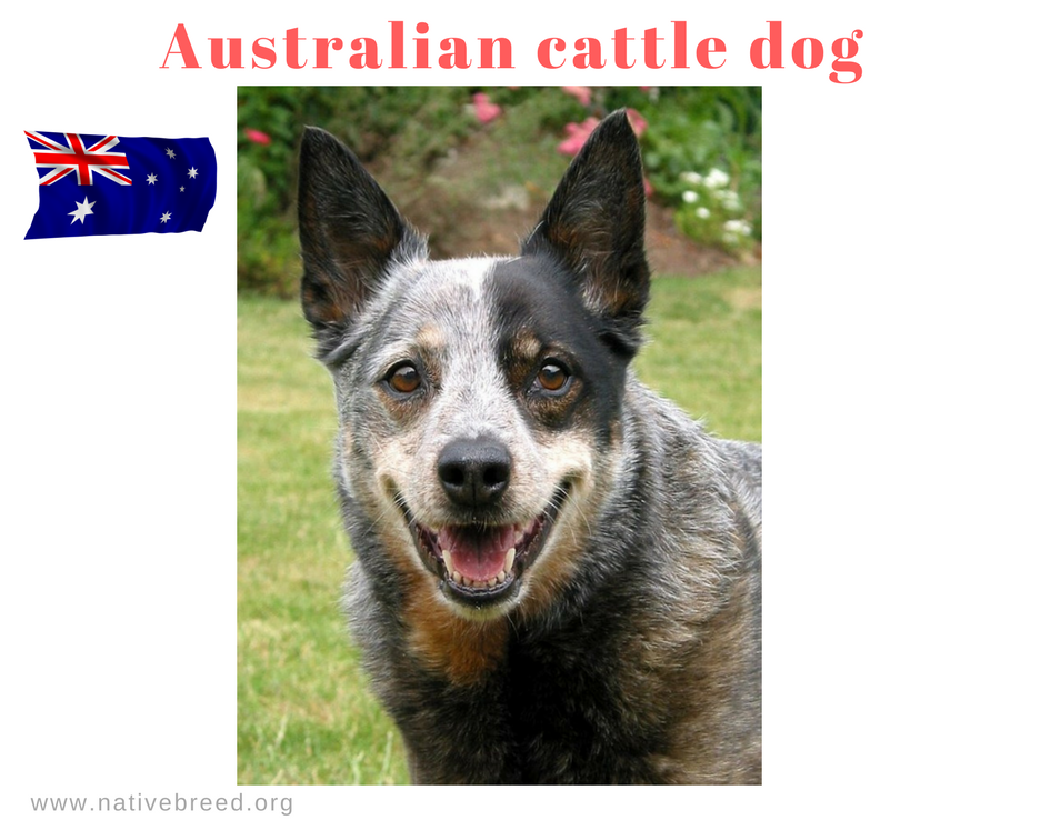 The Australian Cattle Dog