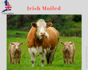 Irish Moiled/Maol