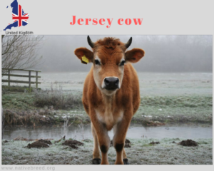 Jersey cow