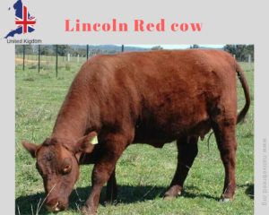 Lincoln Red