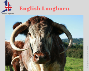 english long horn
