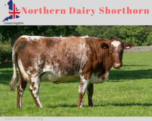 Northern Dairy Shorthorn