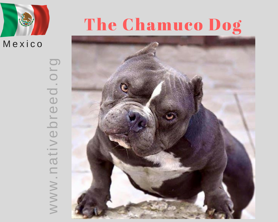 chamuco dog