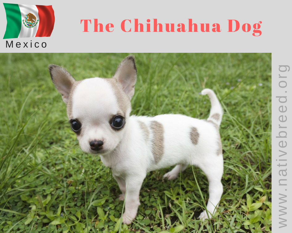 a chihuahua dog