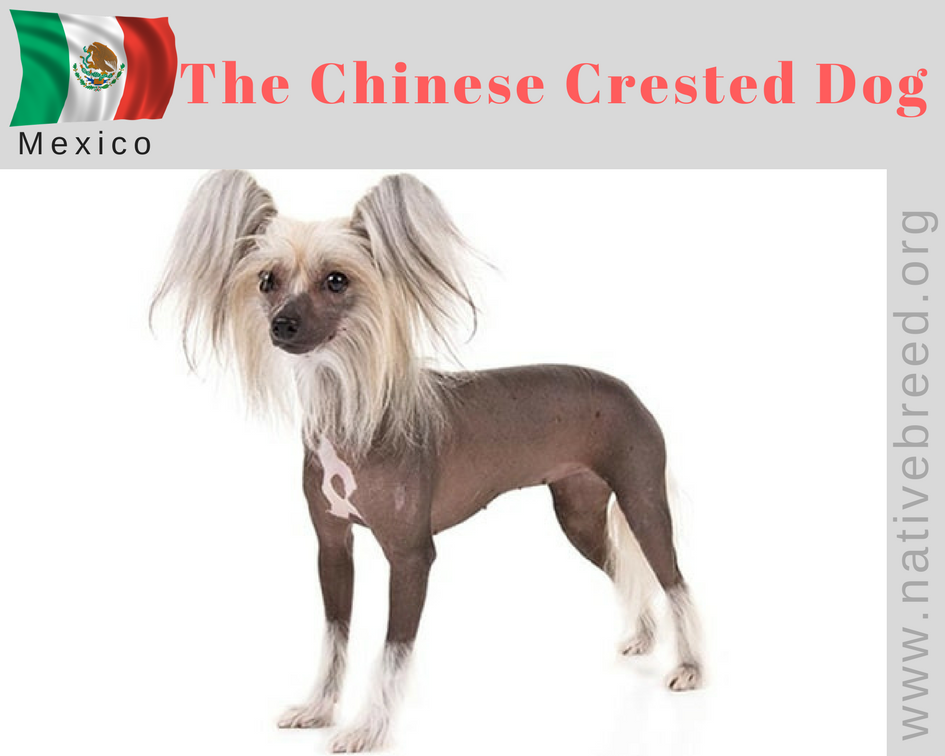 Chinese Crested Dog