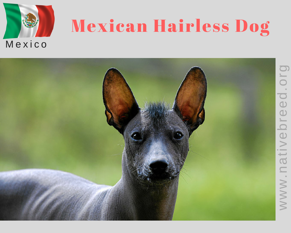 Mexican Hairless Dog