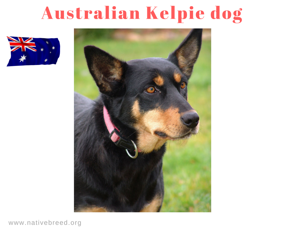 The Kelpie Dog