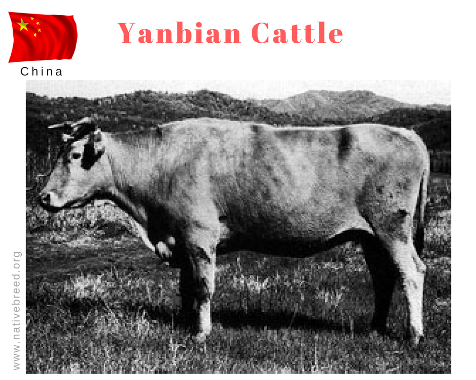 Yanbian : Native cattle breed of China