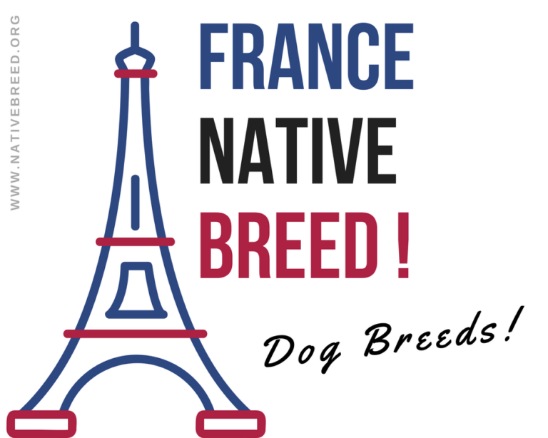 France : Native Dog Breeds - Native Breed.org