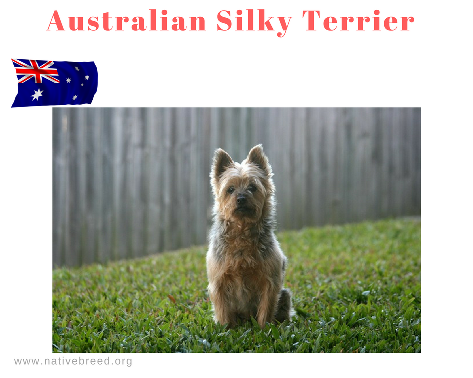 The Australian Silky Terrier