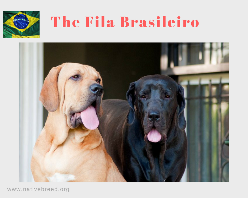 The Fila Brasileiro