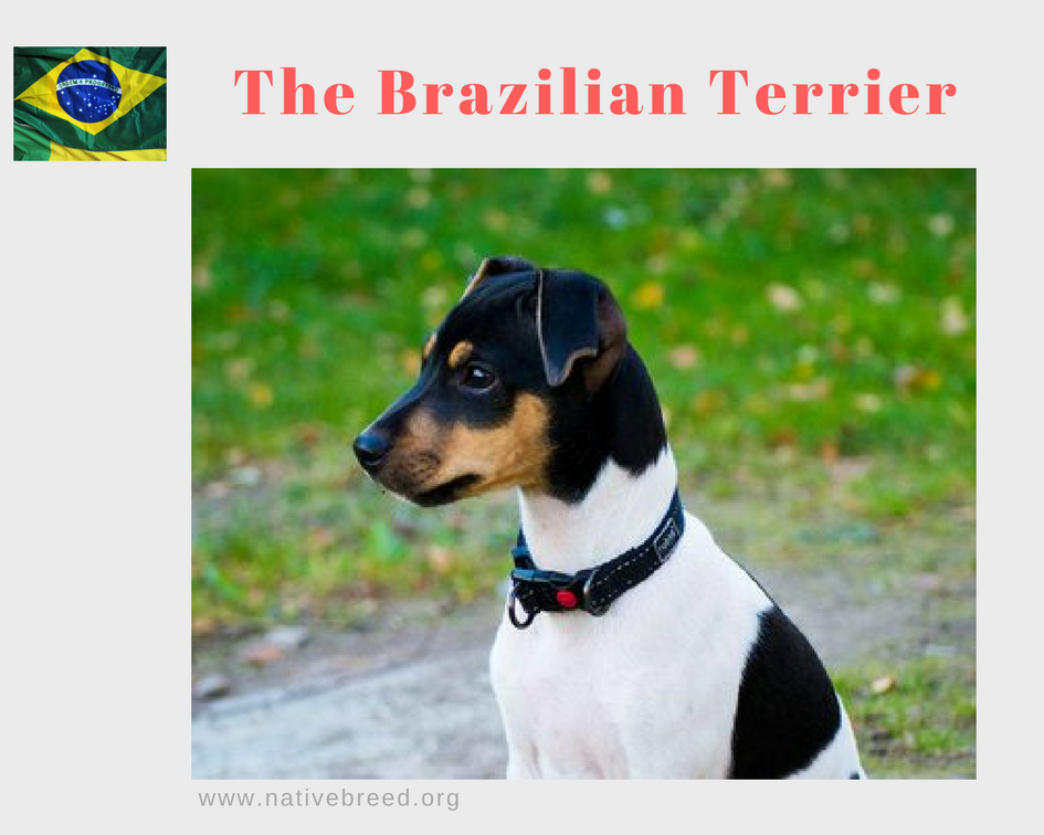 The Brazilian Terrier