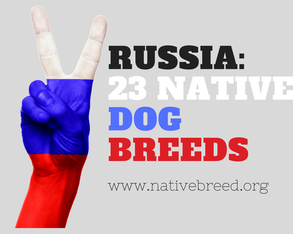 Russia : Native Dog Breeds