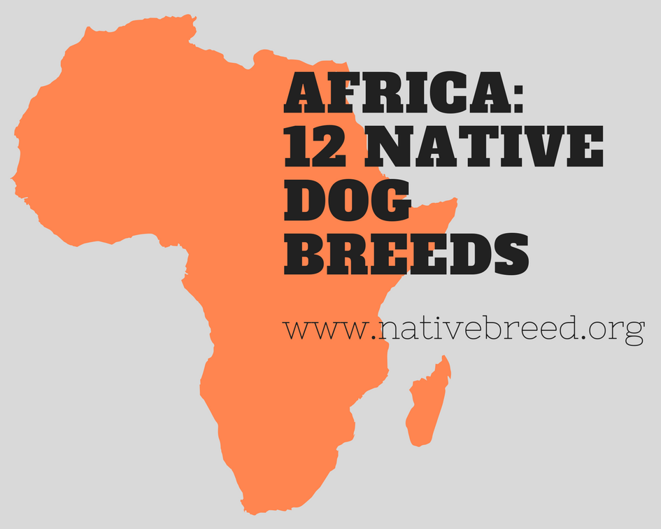 Africa : Native Dog Breeds