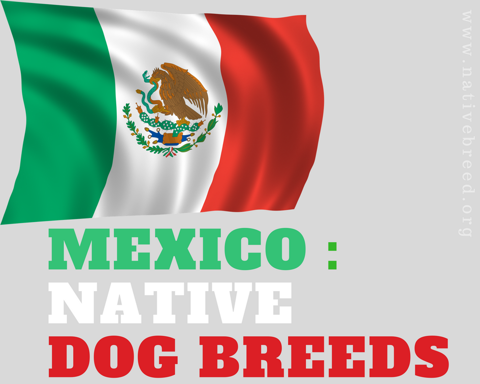 Mexico : Native Dog Breeds