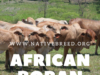 ‘the world’s hardiest breed’ – The East African Boran.