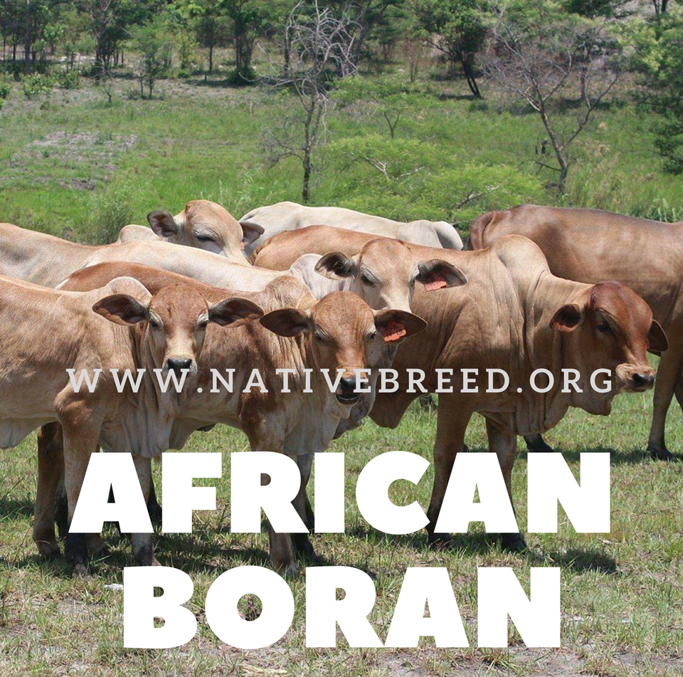‘the world’s hardiest breed’ – The East African Boran.