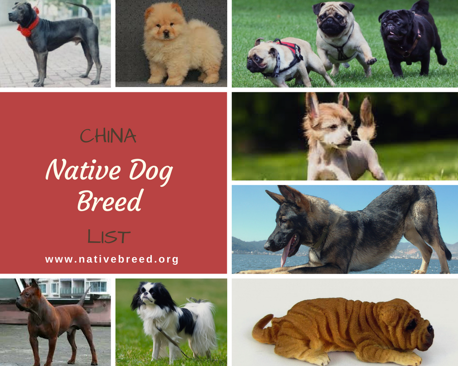 China :Native Dog Breeds
