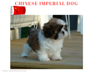 CHINESE IMPERIAL DOG