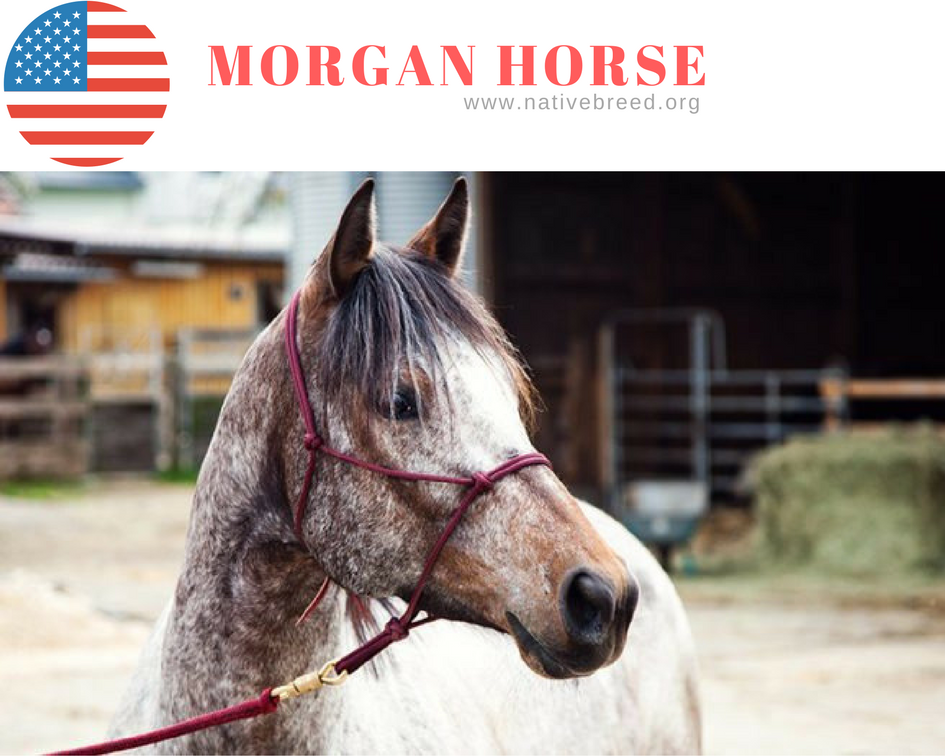Morgan horse