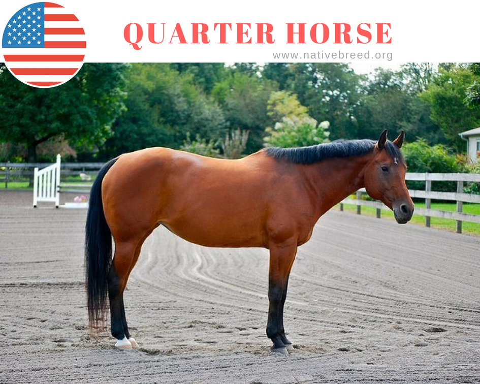 American Quarter Horse