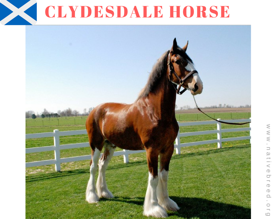 Scotland clydesdale horse